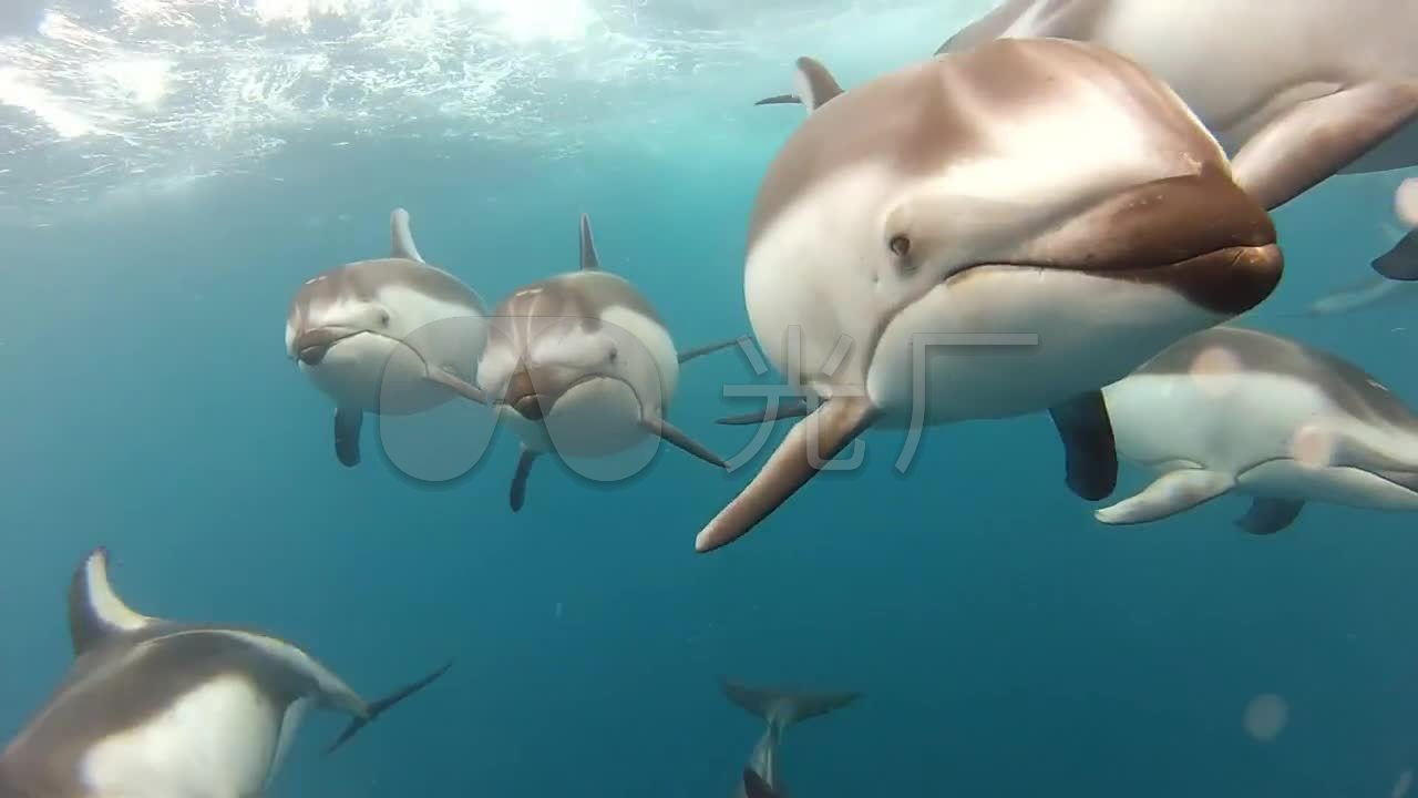 白鳍豚实拍_1280x720_高清视频素材下载(编号:562721)