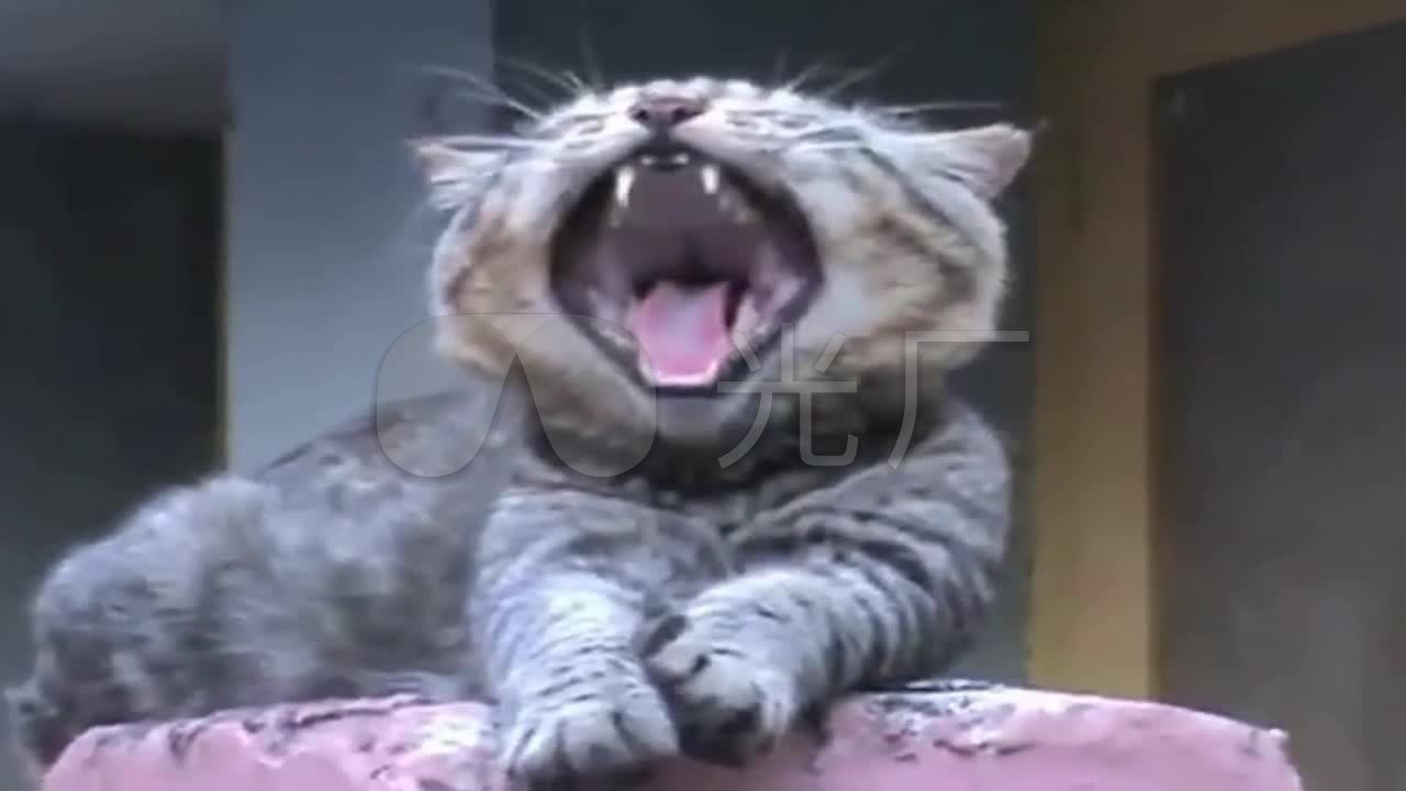 搞笑视频 加入特效猫叫