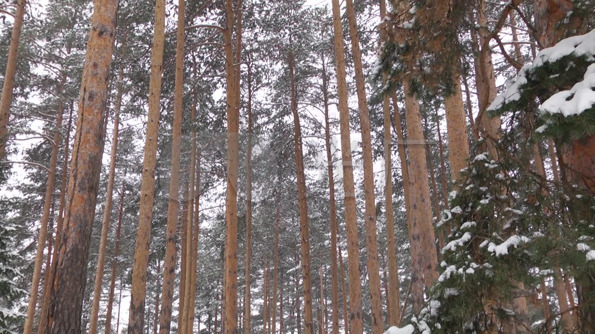 仰观参天大树亚寒带针叶林_1920x1080_高清视频素材下载(编号:566756)