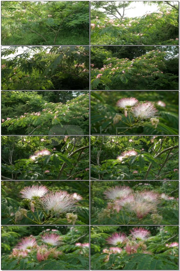 生态公园春暧花开