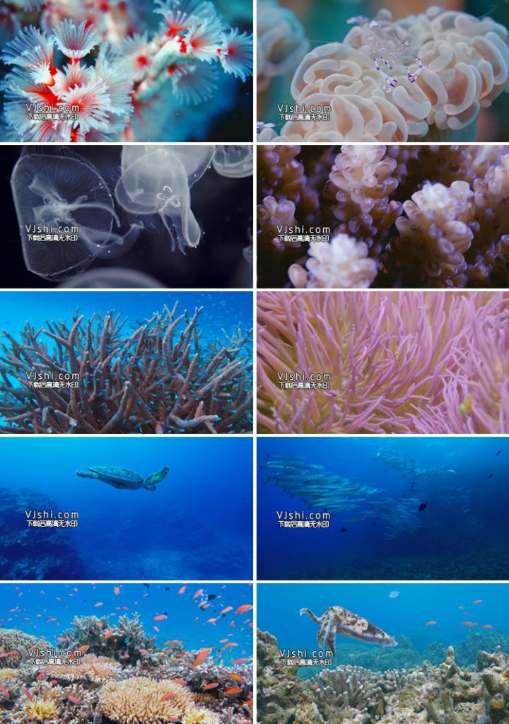 动物海洋生物海底世界珊瑚鱼乌龟美丽的鱼实拍4k视频