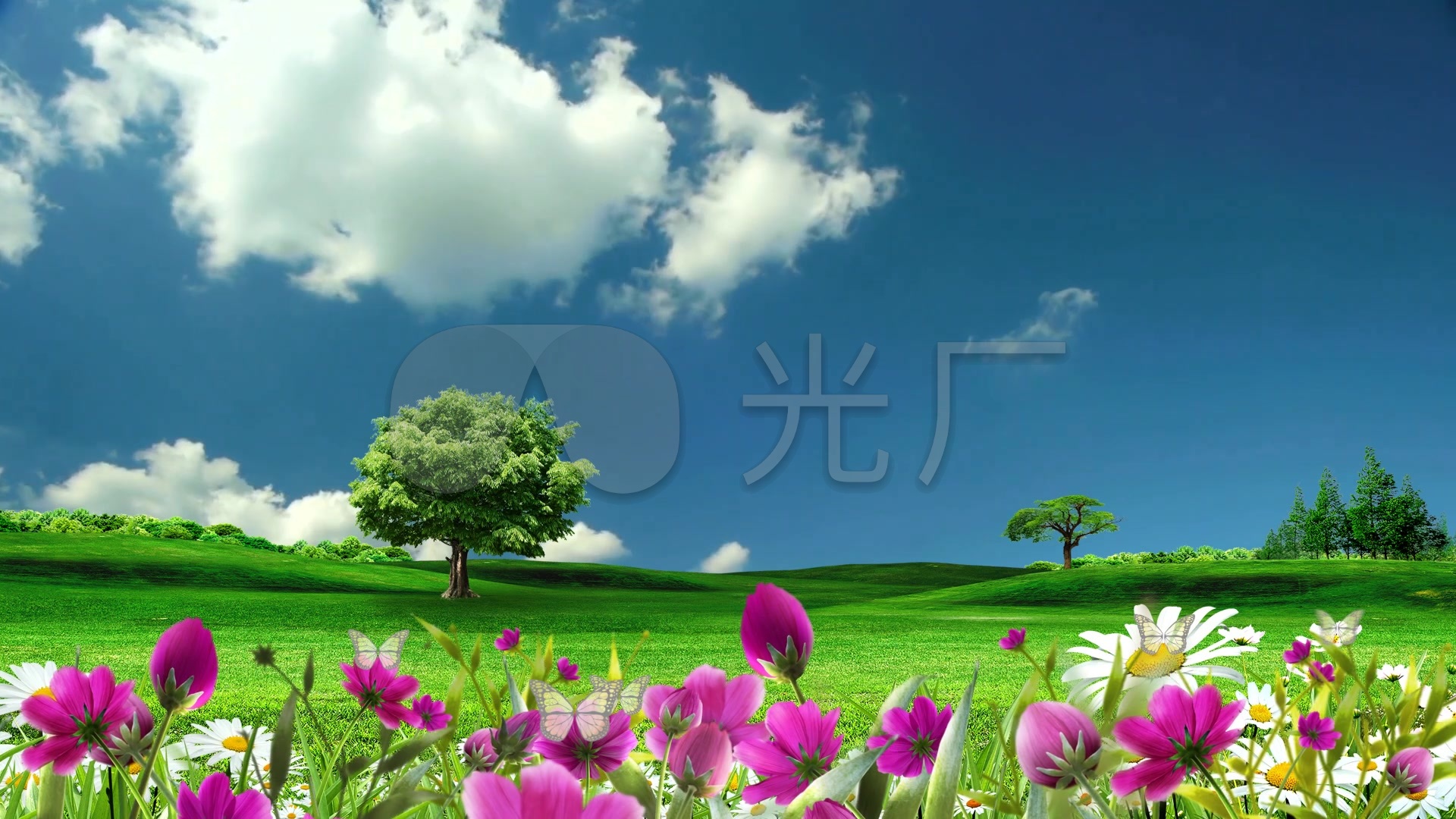 美丽草原蓝天白云鲜花