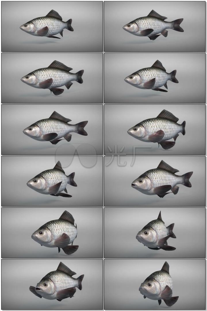 3d鱼游动