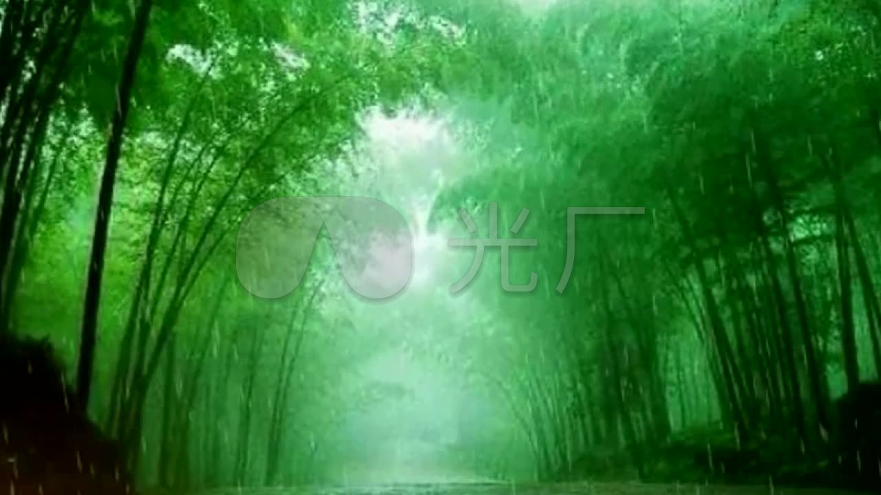 雨中竹林