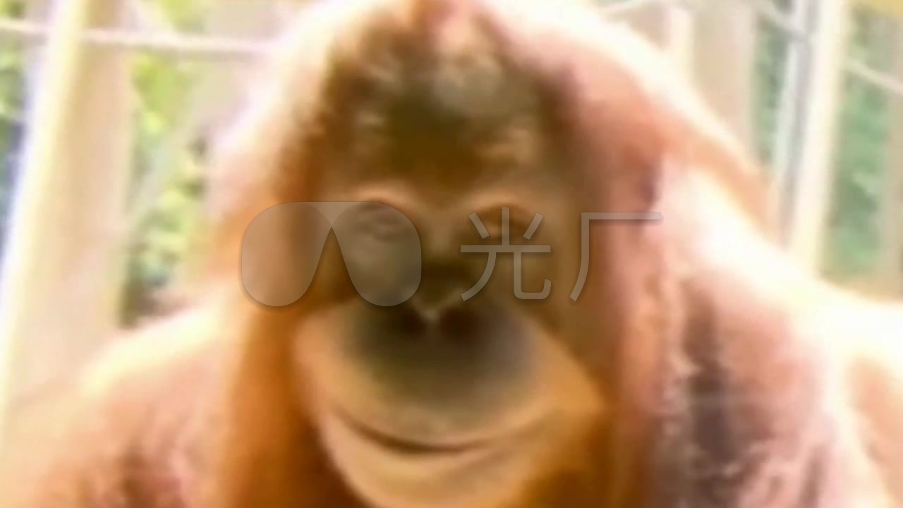 搞笑视频 会笑的红毛大猩猩