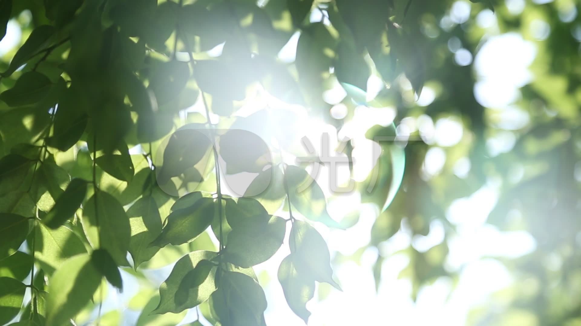 阳光透过树叶阳光树叶唯美意境03_1920x1080_高清视频