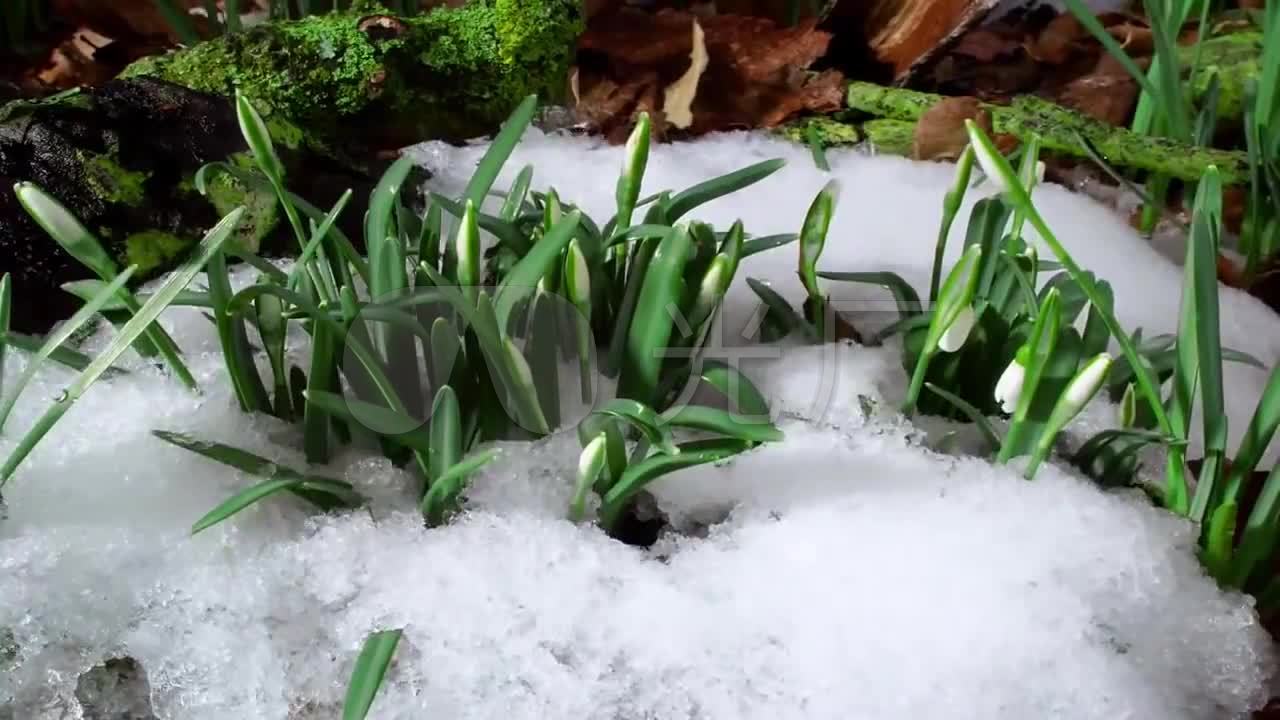 春天来了实拍春天冰雪融化花朵_1280x720_高清视频(:)