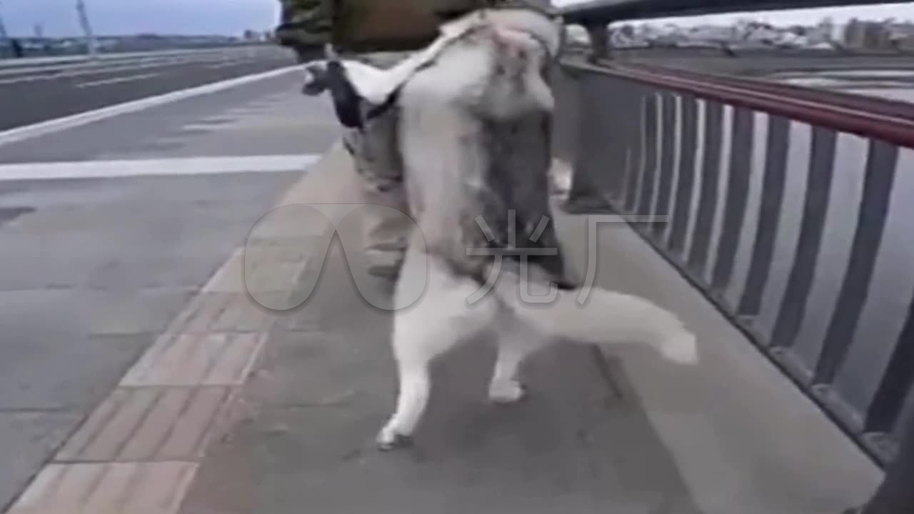 搞笑视频 背着狗狗去遛弯