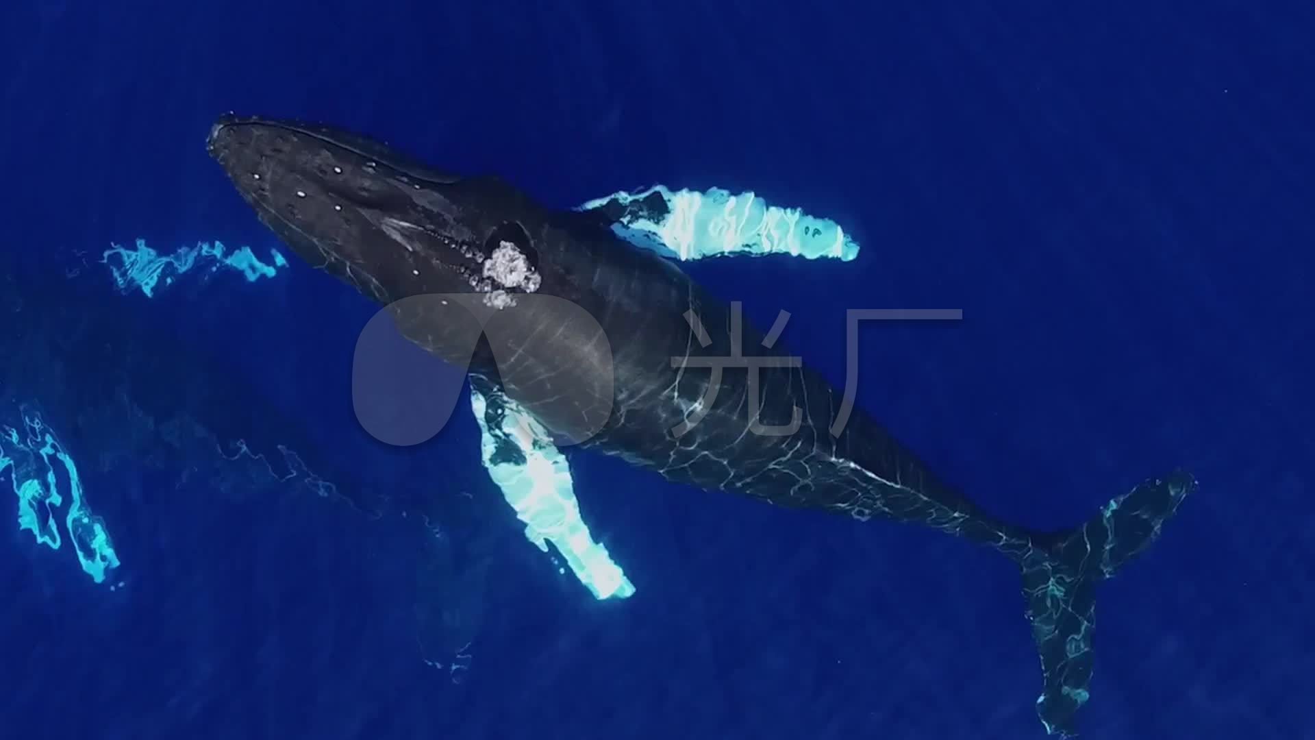 鲸鱼喷水彩虹_1920x1080_高清视频素材下载(编号:)