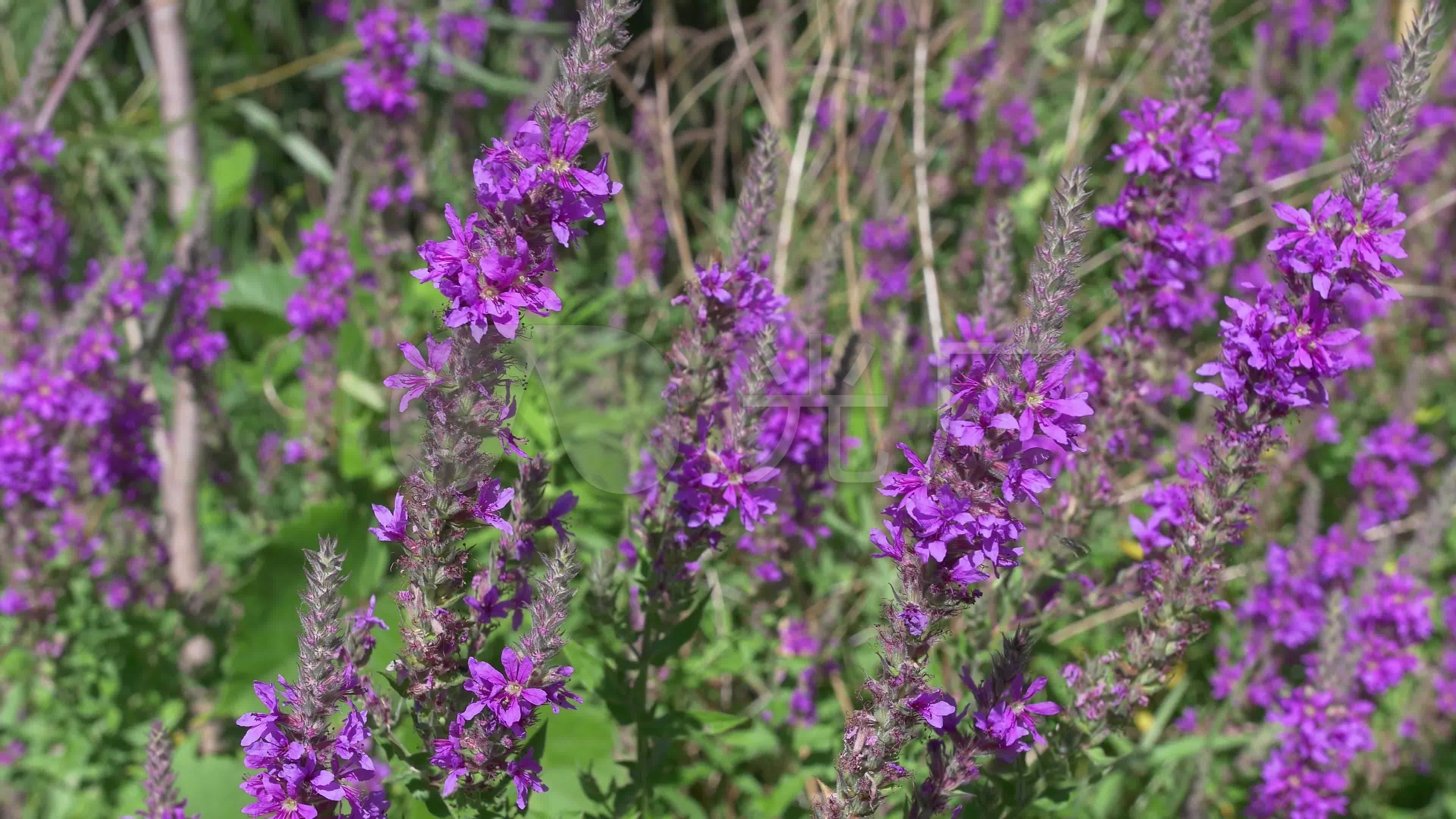 4k紫色花朵野花_3840x2160_高清视频素材下载(编号:600587)_实拍视频