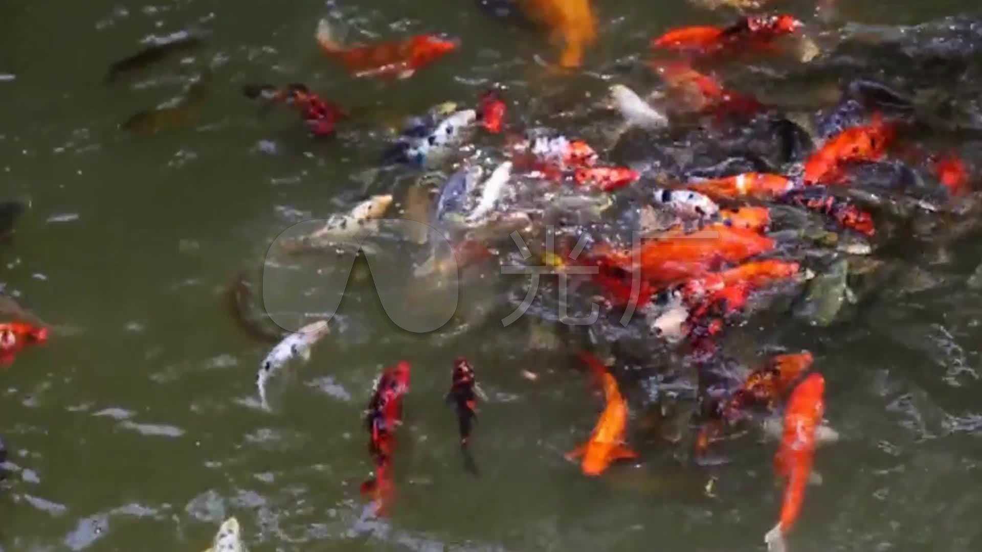 鱼水中游金鱼鲤鱼众鱼水中嬉戏_1920x1080_高清视频