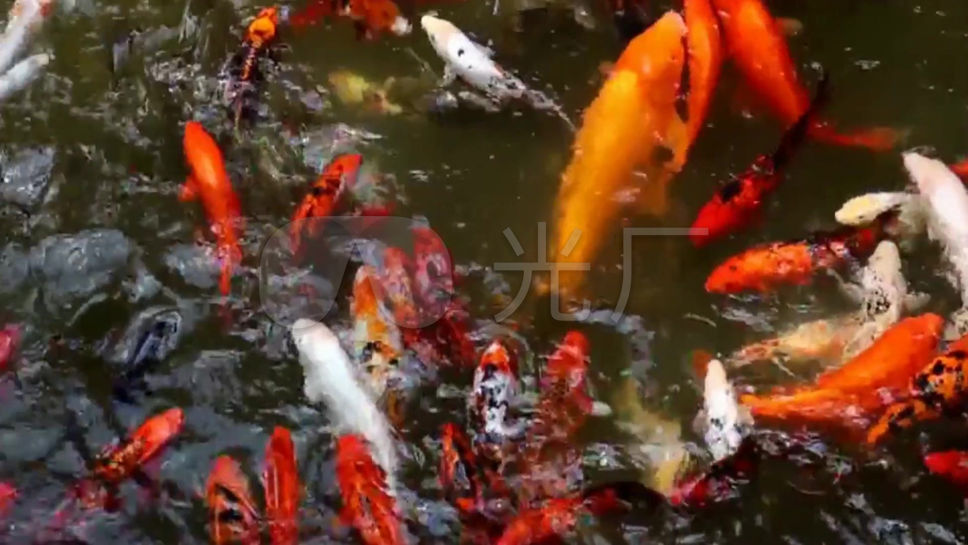 鱼水中游金鱼鲤鱼众鱼水中嬉戏_1920x1080_高清视频
