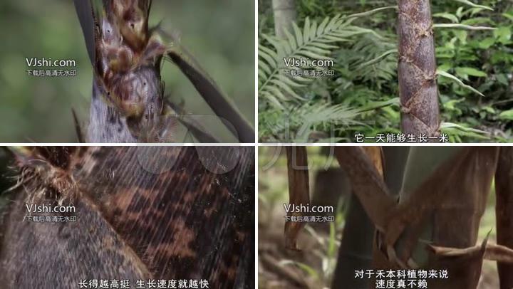 高清视频 揭秘竹子的生长过程