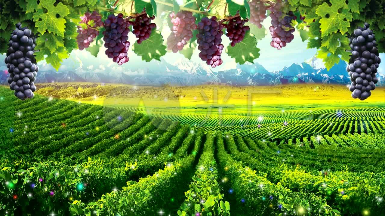 新疆葡萄园_1280x720_高清视频素材下载(编号:608157)