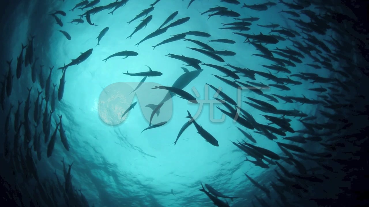 海底鱼群_1280x720_高清视频素材下载(编号:615799)_实拍视频_vj师网