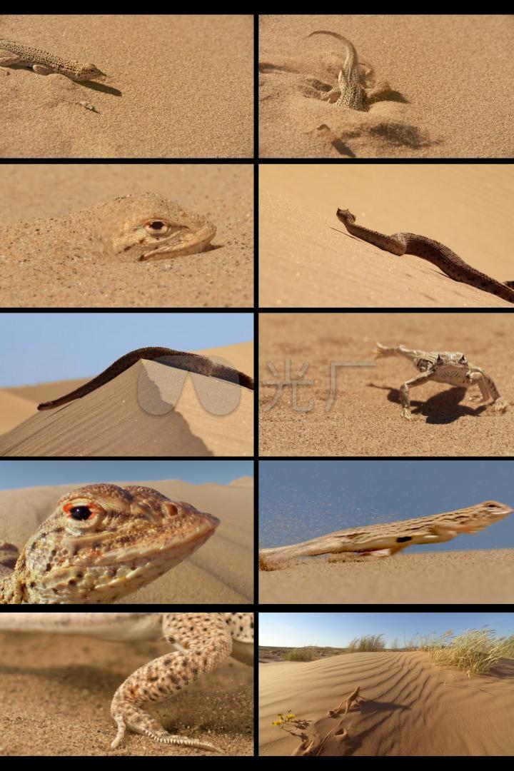 沙漠里的蜥蜴