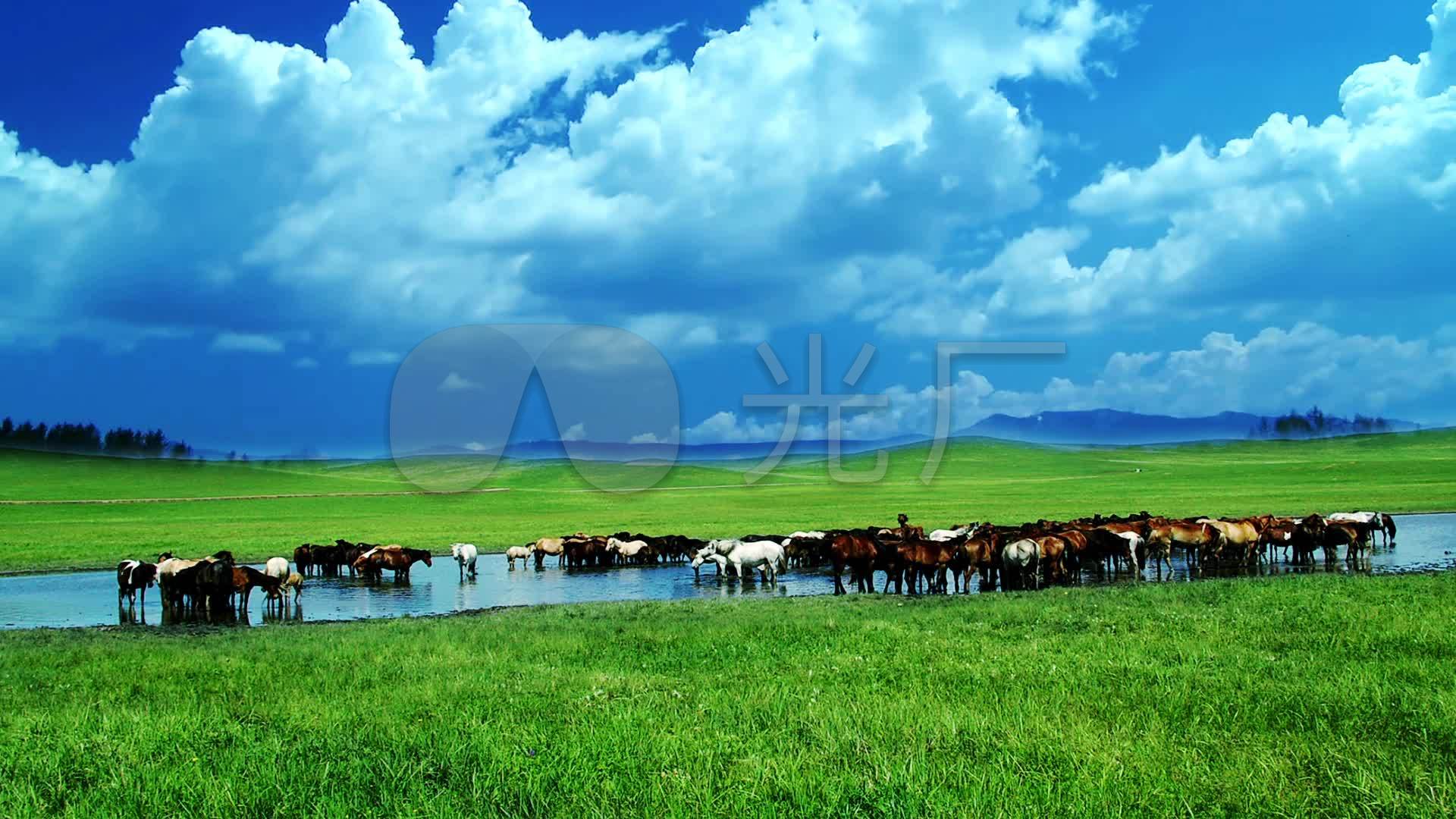 内蒙古草原风光牛羊