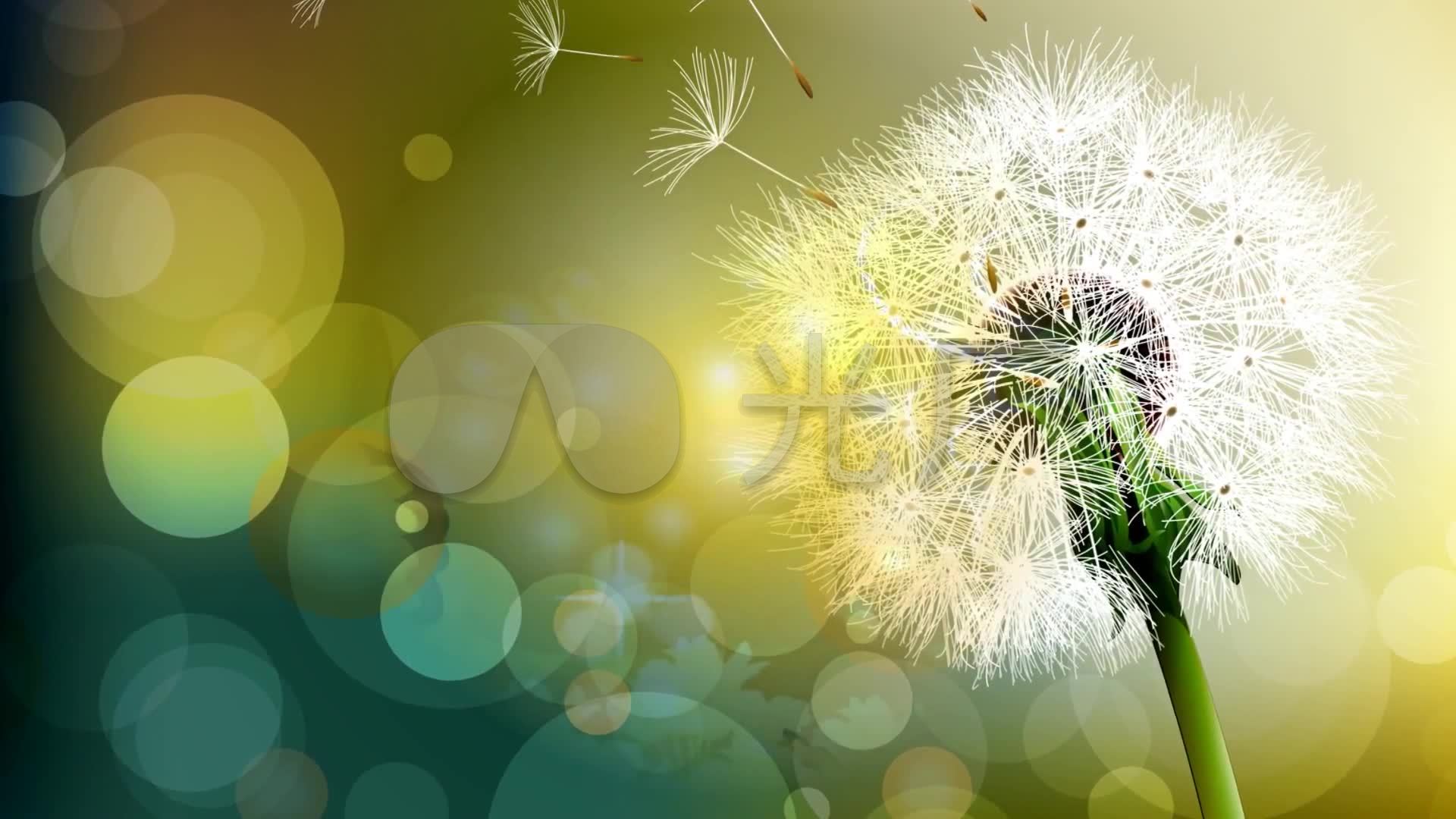 蒲公英 蝴蝶 光斑 清新 唯美 柔美