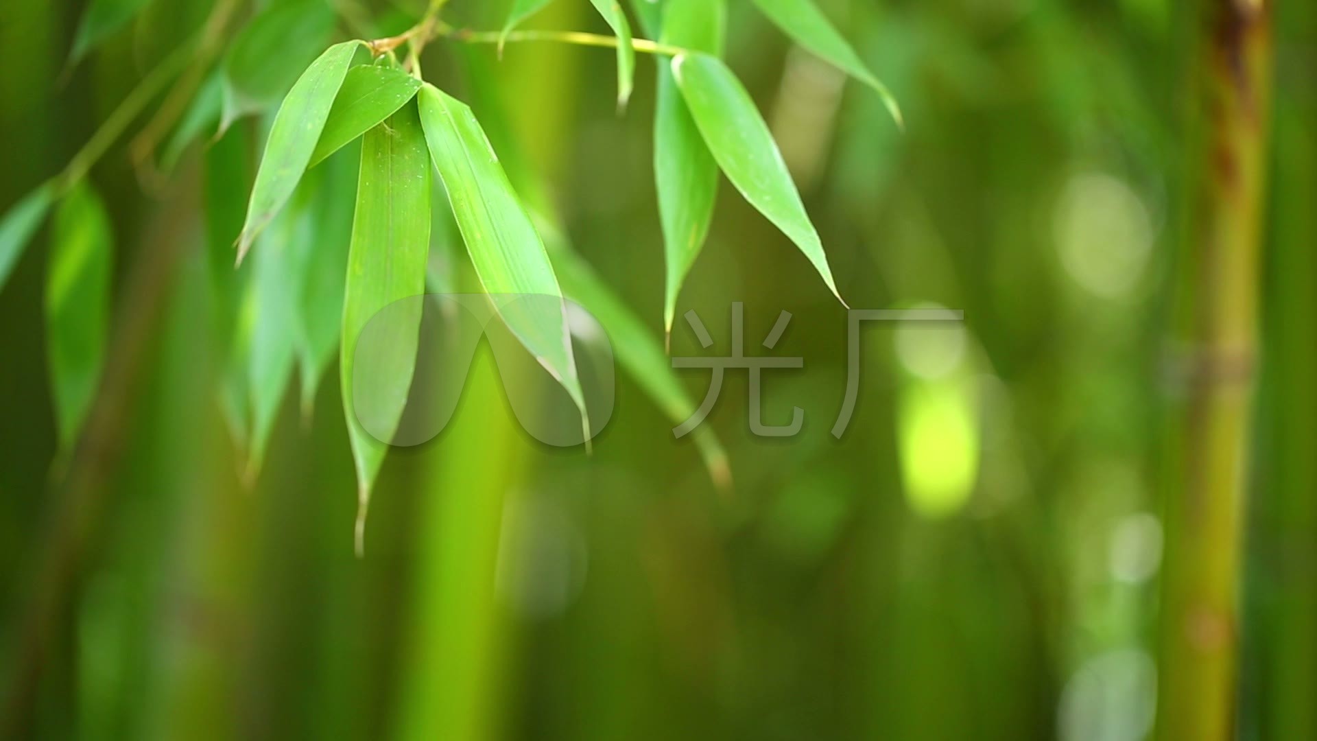 高清竹子竹叶背景_1920x1080_高清视频素材下载(编号:620643)_实拍