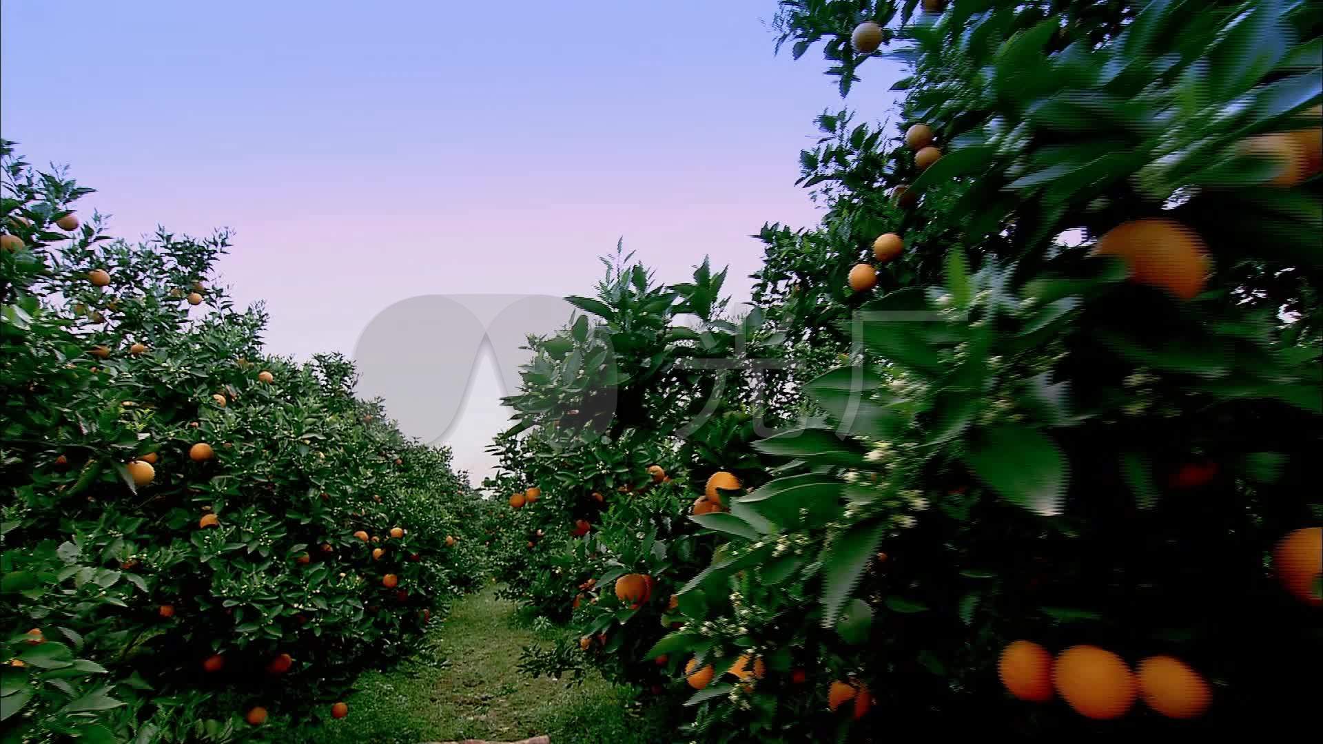 柑橘果园_1920X1080_高清视频素材下载(编号