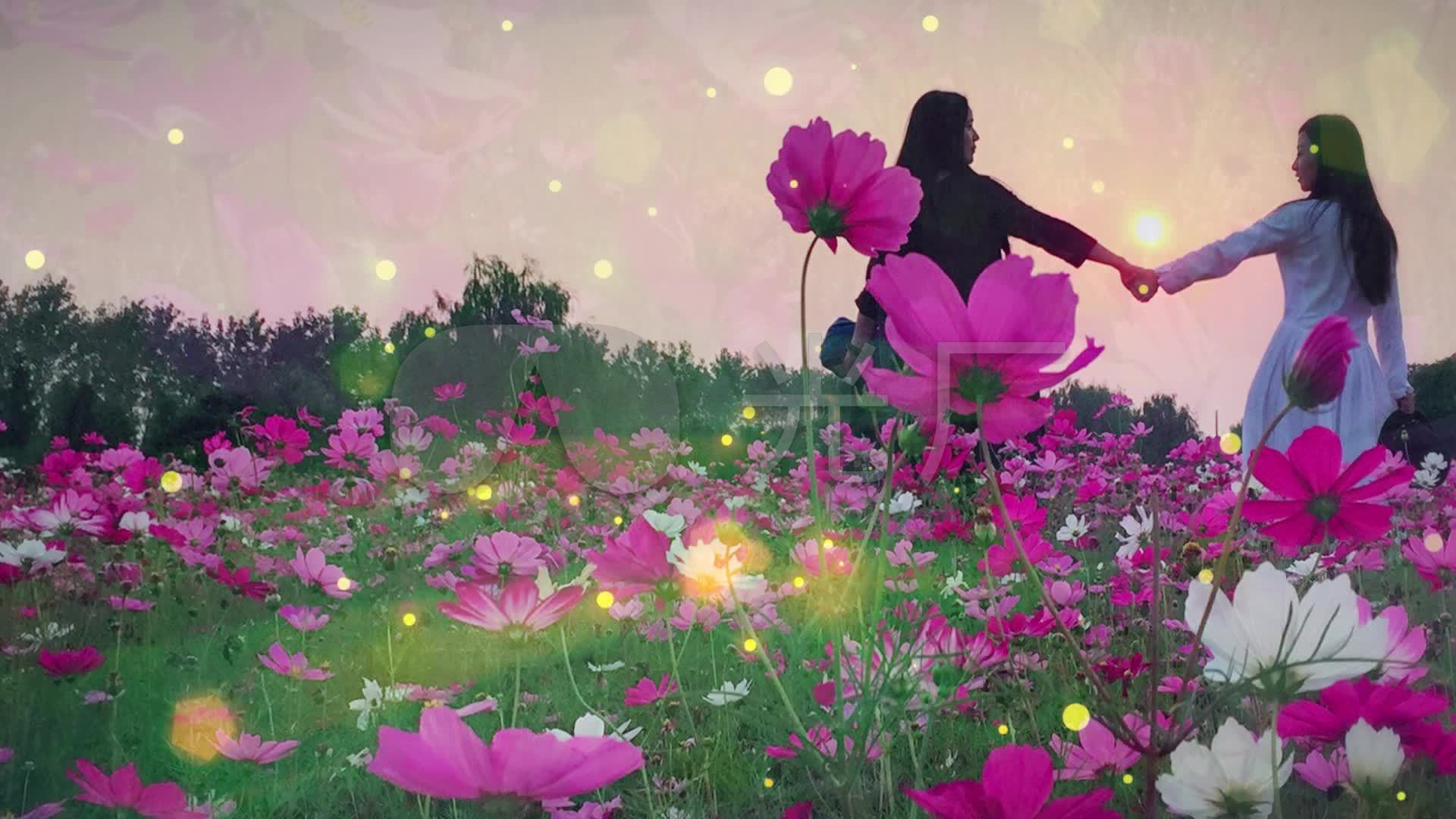 草原歌曲格桑花开美丽小花草原美景