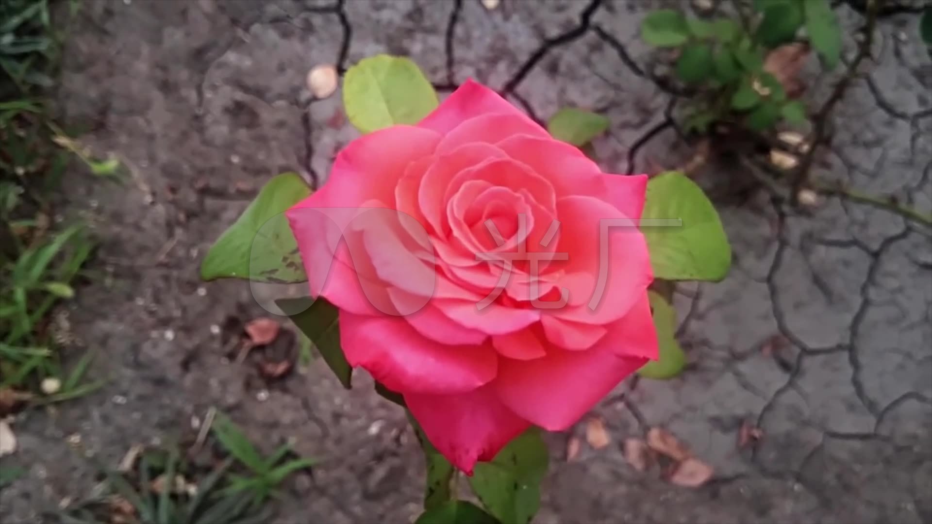 玫瑰花园 各种颜色的玫瑰花 实拍 特写