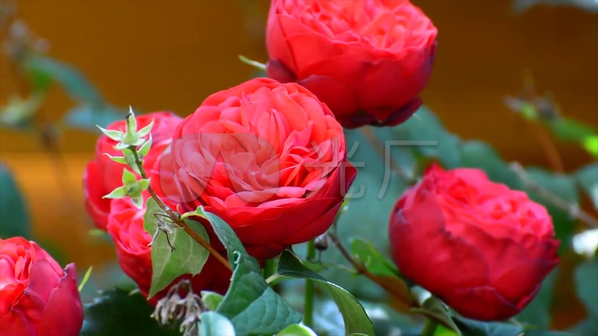 实拍红色玫瑰花 唯美 浪漫 爱情