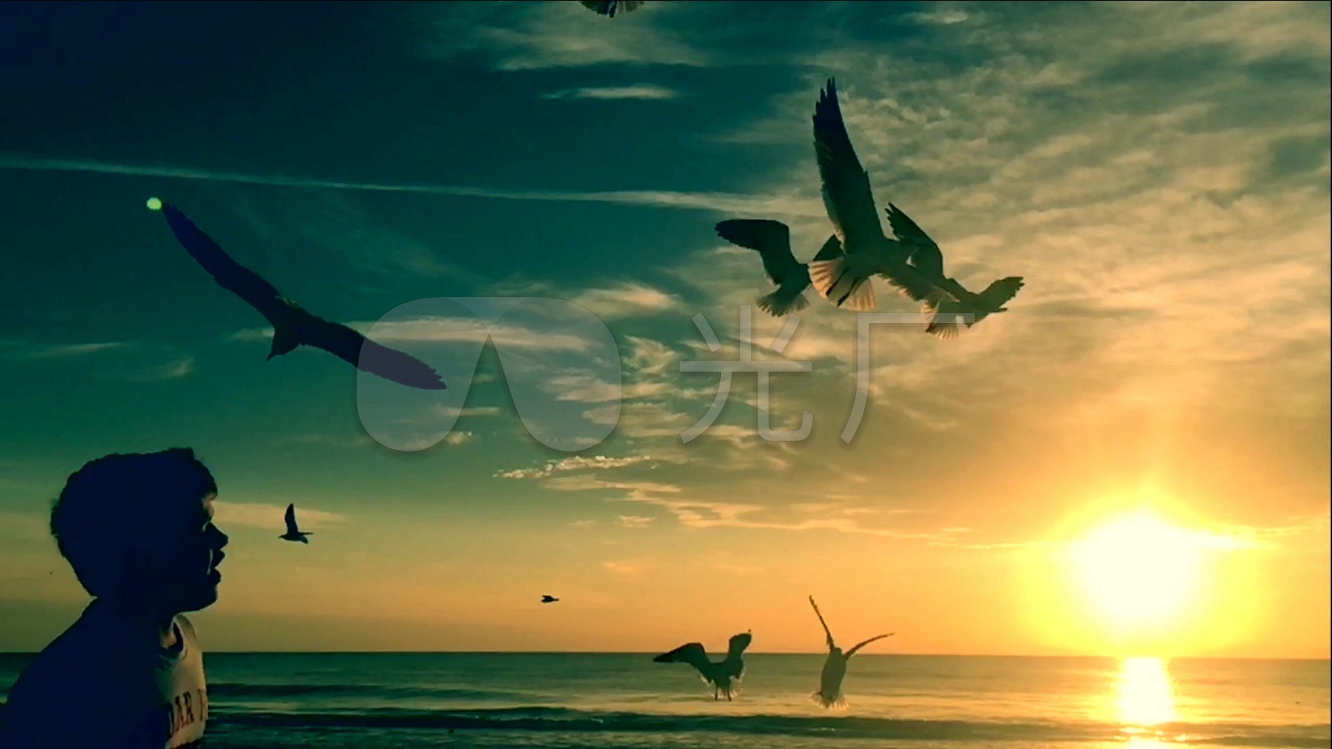 海边 夕阳 海鸥 飞翔 喂食 唯美 画面