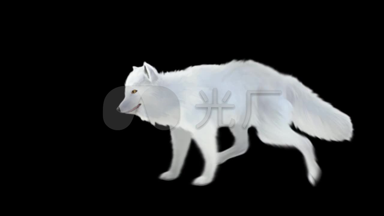 白色 狐狸 动物 奔跑 极品 vj 素材