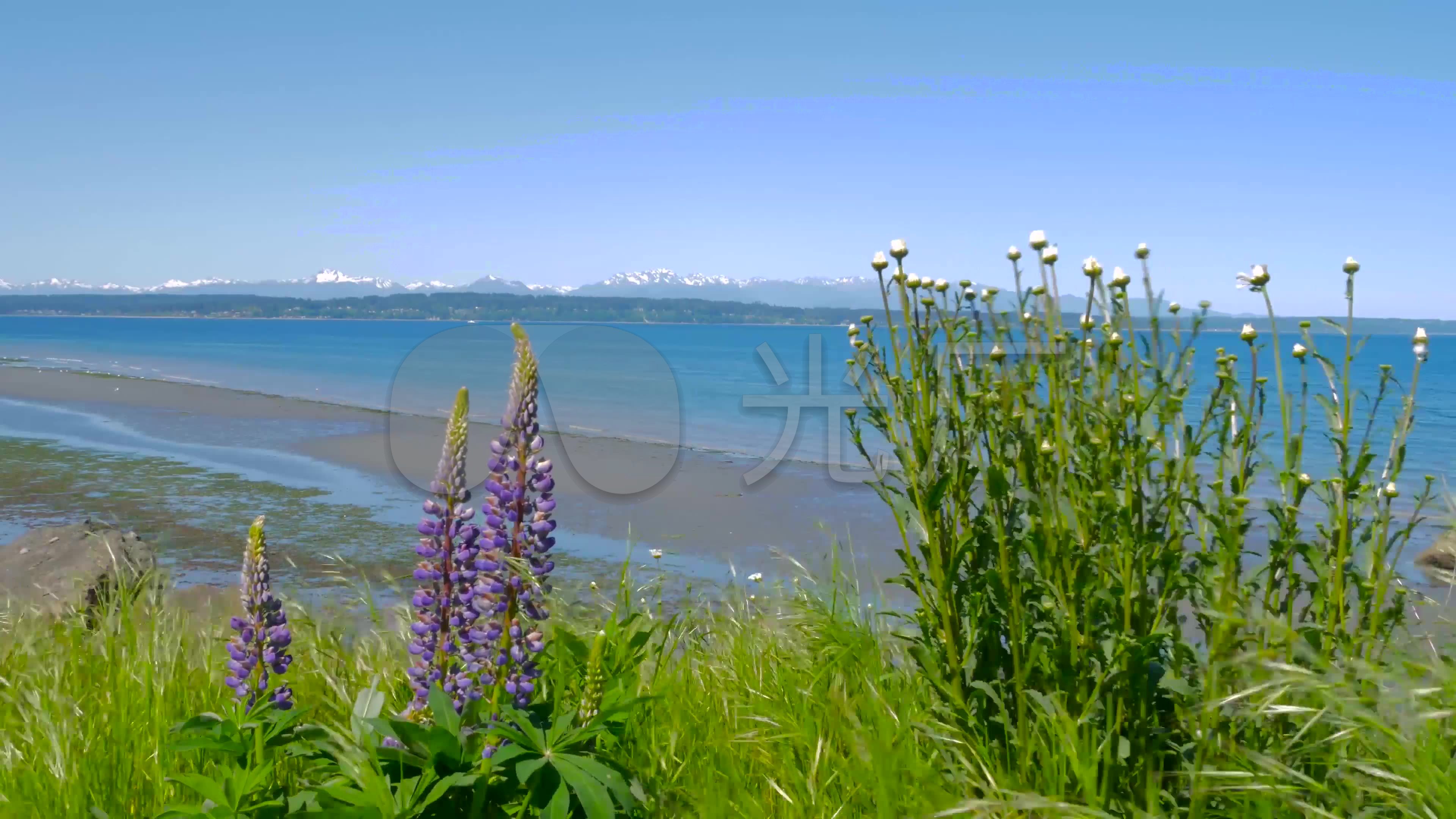 海滩实拍花草美景_3840x2160_高清视频素材下载(编号