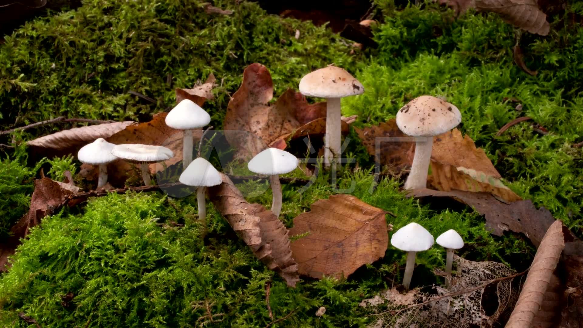 山里的蘑菇快速成长