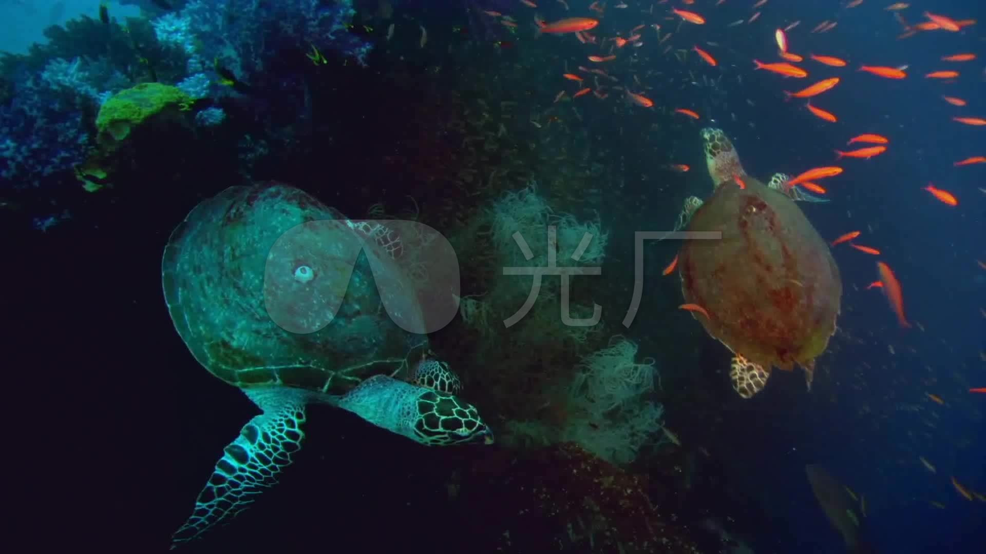 海龟乌龟海底世界