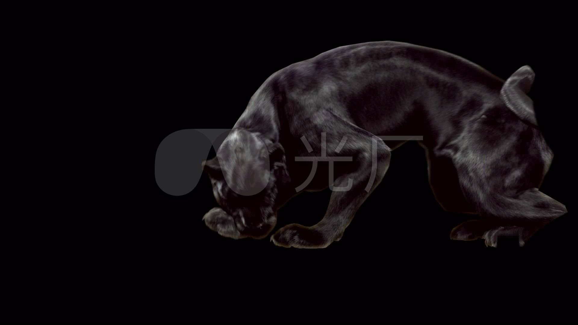 黑豹 凶猛 野兽 保护 动物