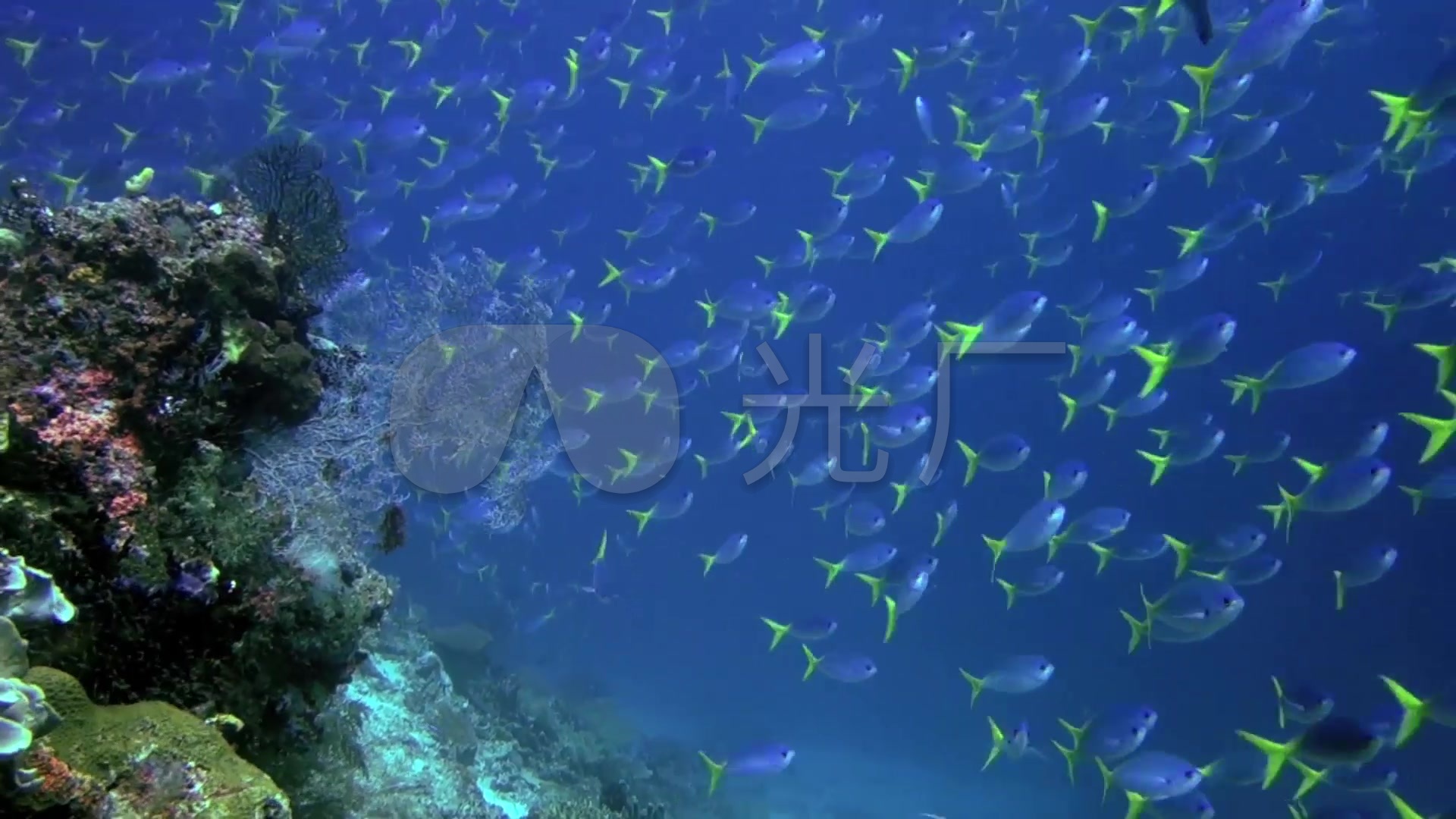 海洋 海底 鱼 鱼群