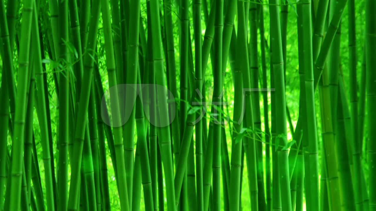 绿色童话竹子竹林春天的气息竹叶粒子_1280720_高清