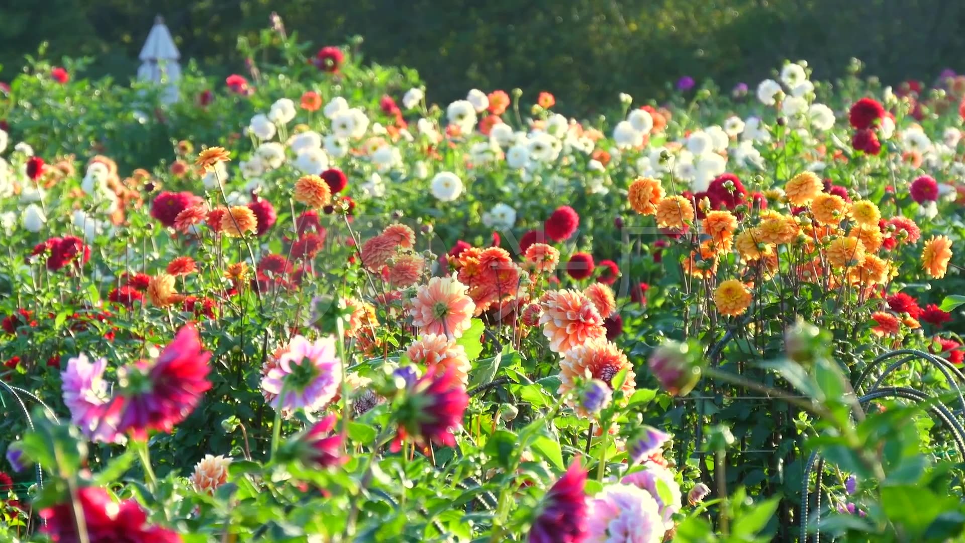 百花盛开花海_1920x1080_高清视频素材下载(编号:)