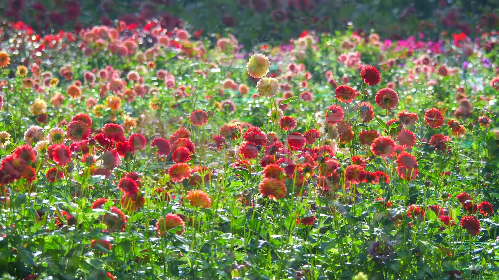 百花盛开花海_1920x1080_高清视频素材下载(编号:)