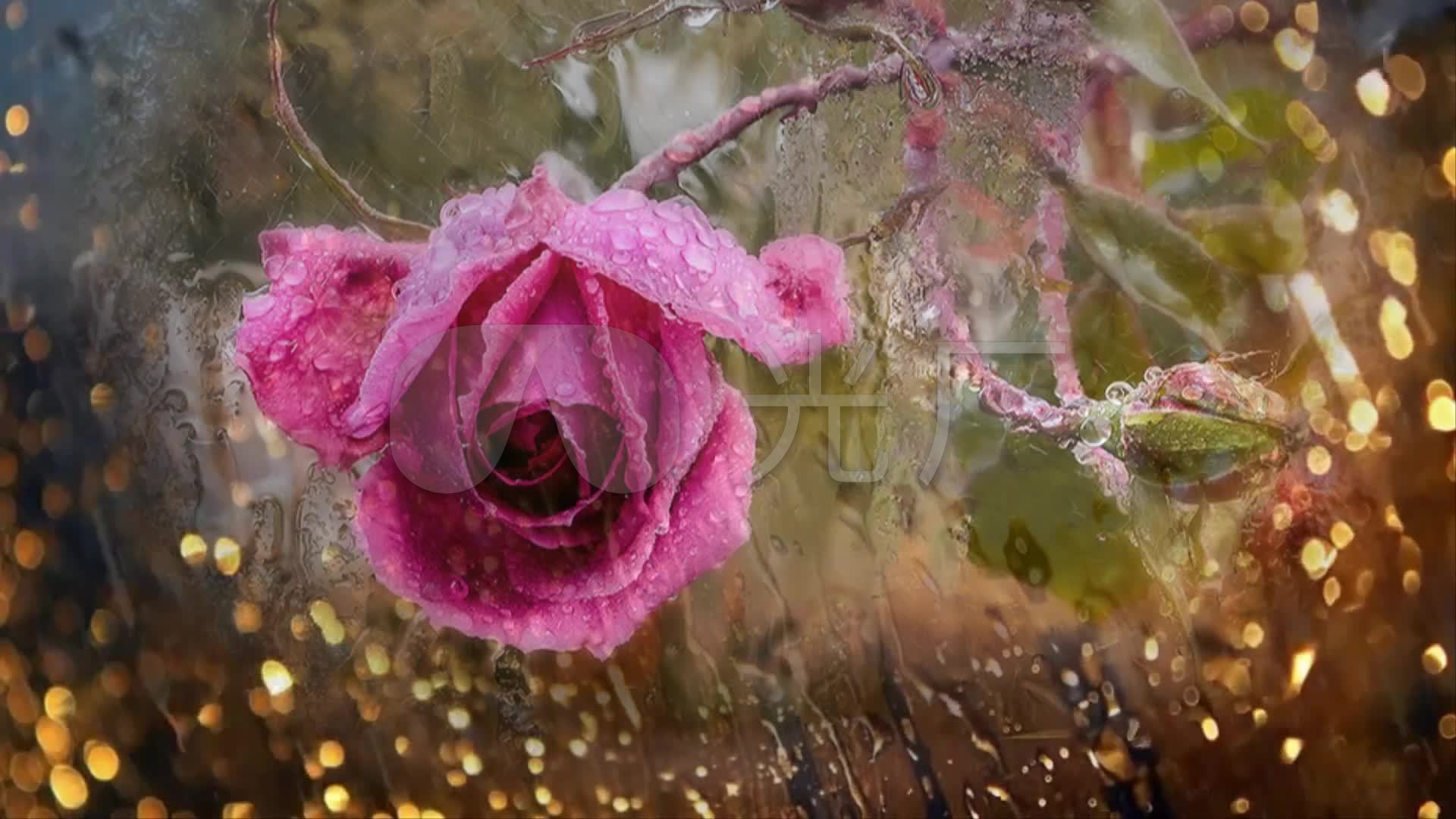 雨中浪漫光斑玫瑰_1920x1080_高清视频素材下载(编号