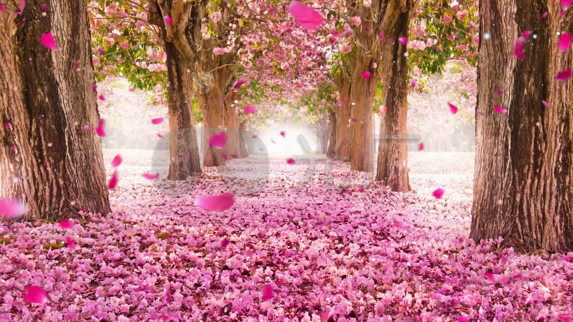 樱花桃花满地_1920x1080_高清视频素材下载(编号:)