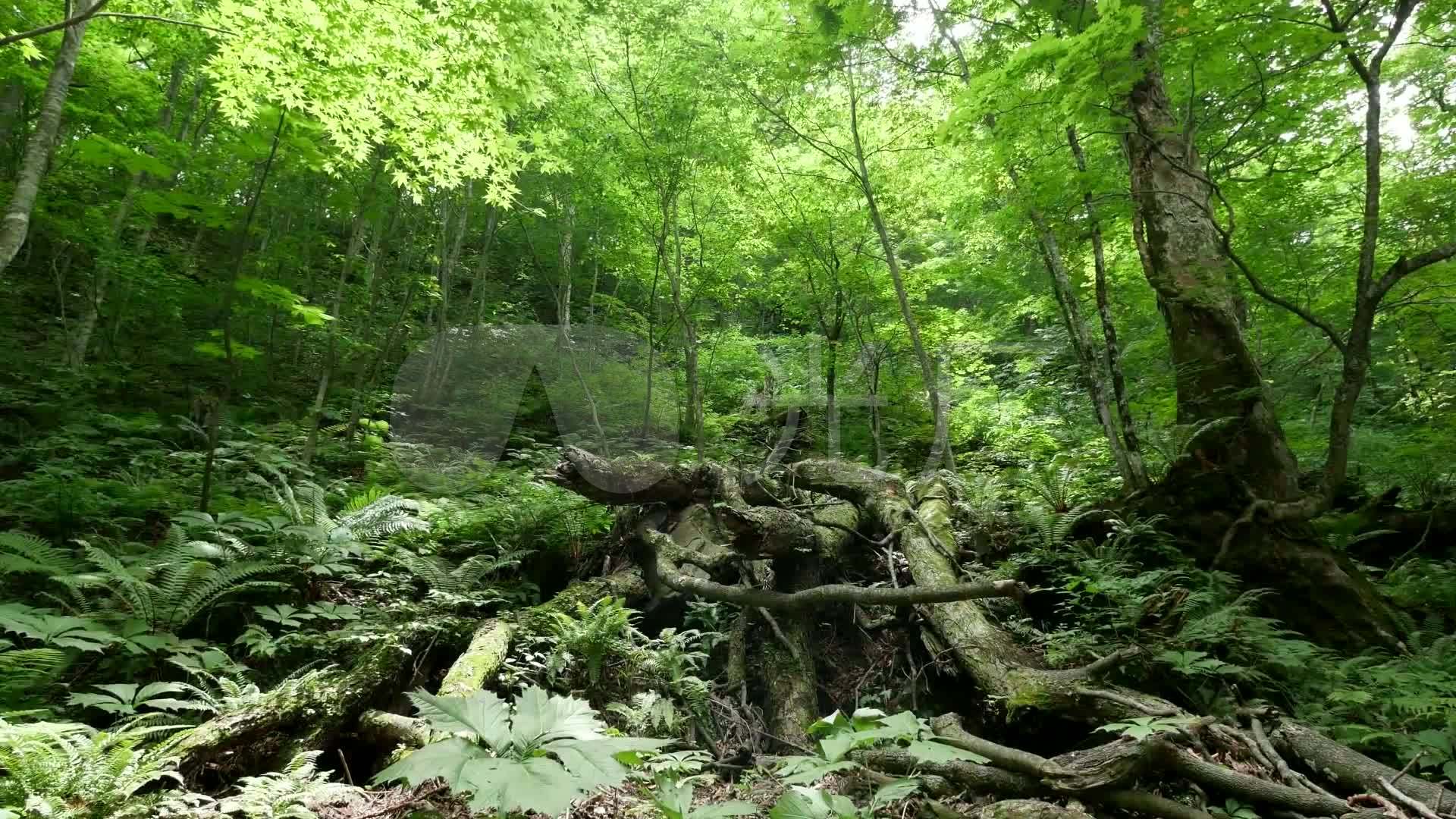 唯美 深林 小溪 河流