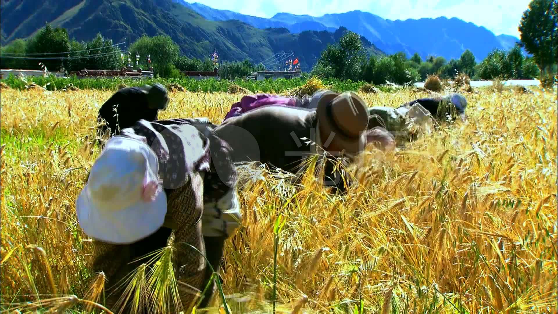 【唯美】西藏风土人情_1920x1080_高清视频素材下载(编号:731717)