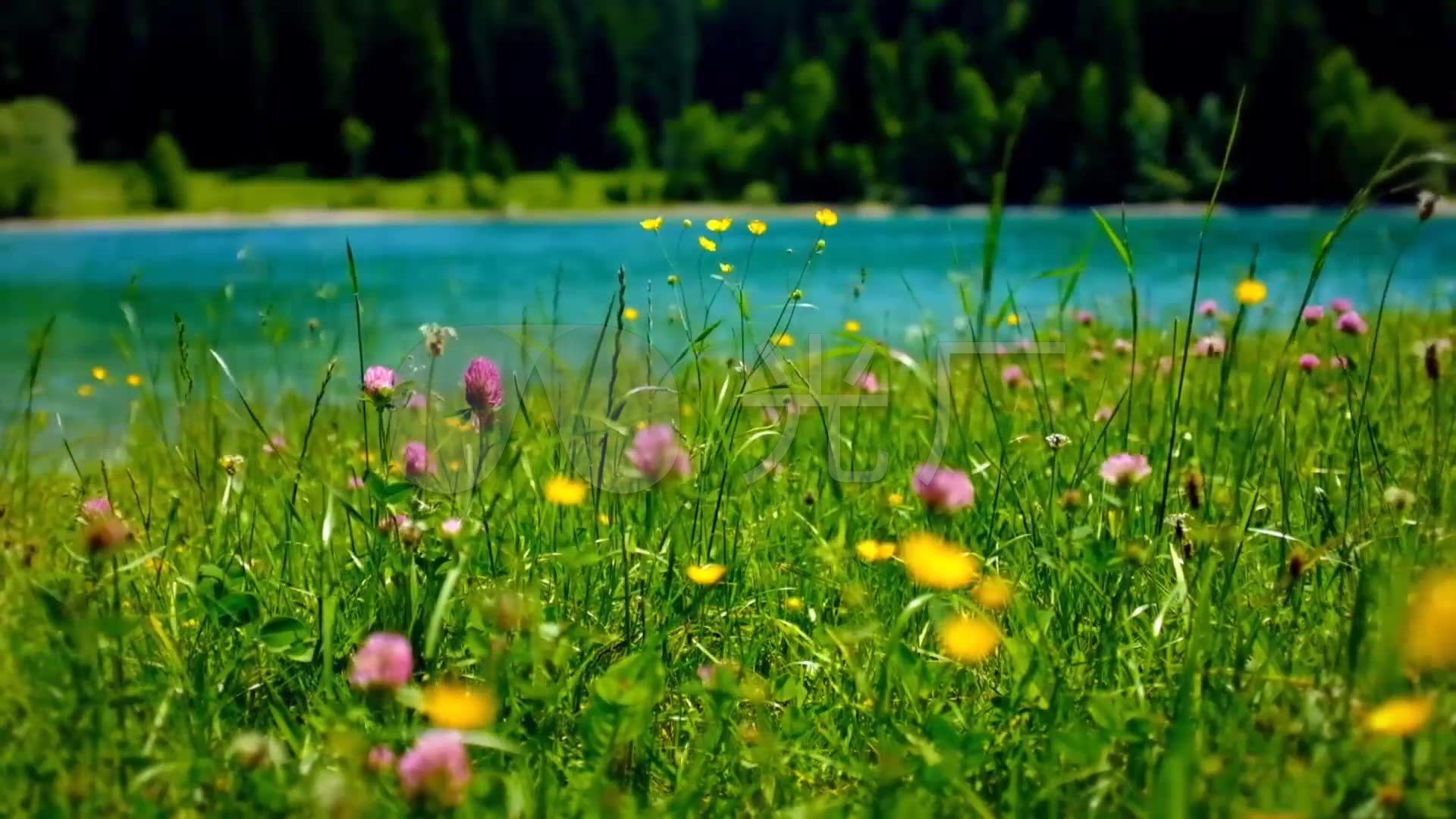 视频素材 实拍视频 自然风景 大自然河流鲜花与草甸  来自视频原始