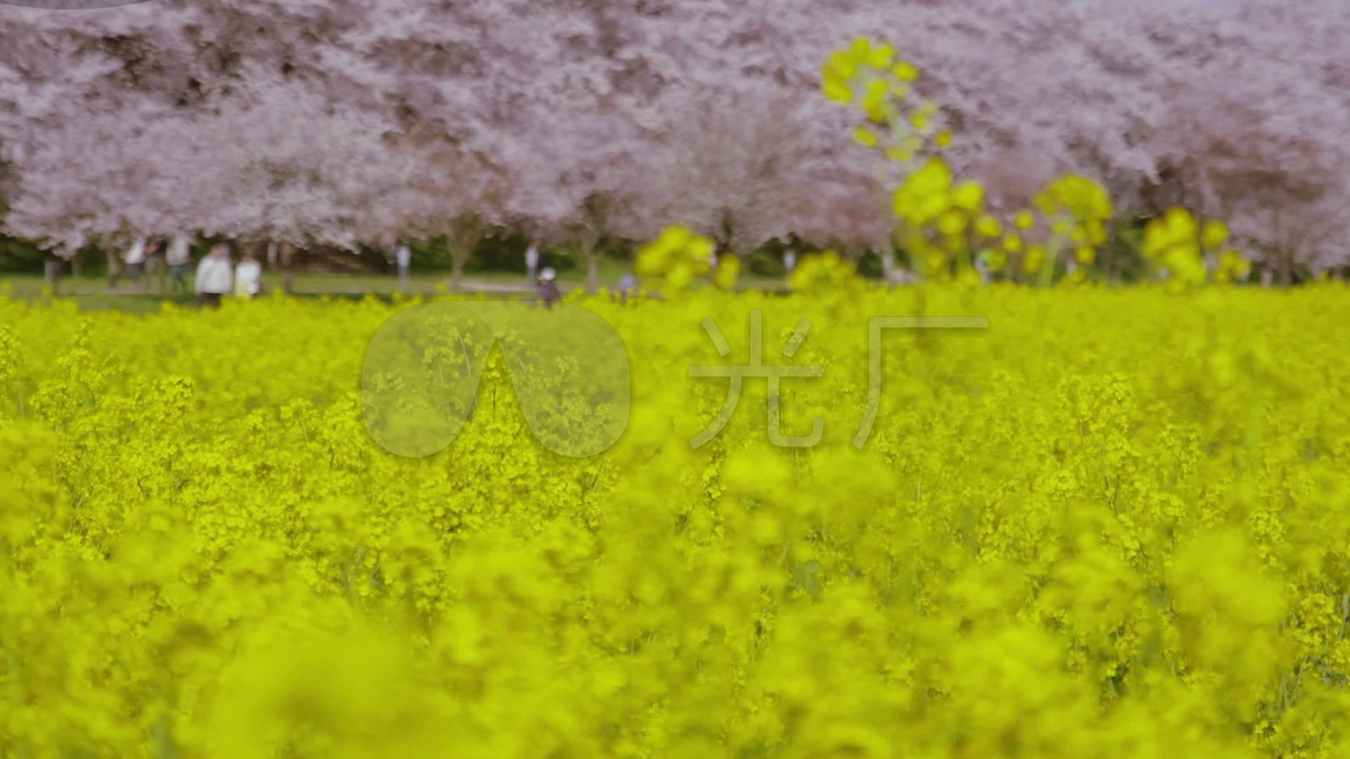 油菜花樱花游人如织春天赏花