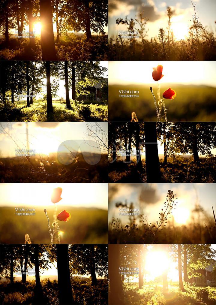 超唯美意境金色阳光穿过树林视频素材