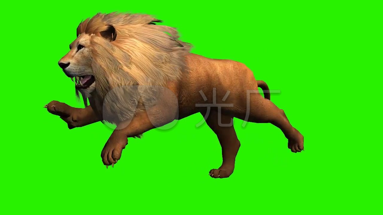 奔跑的狮子绿屏抠像_1280x720_高清视频素材下载(编号