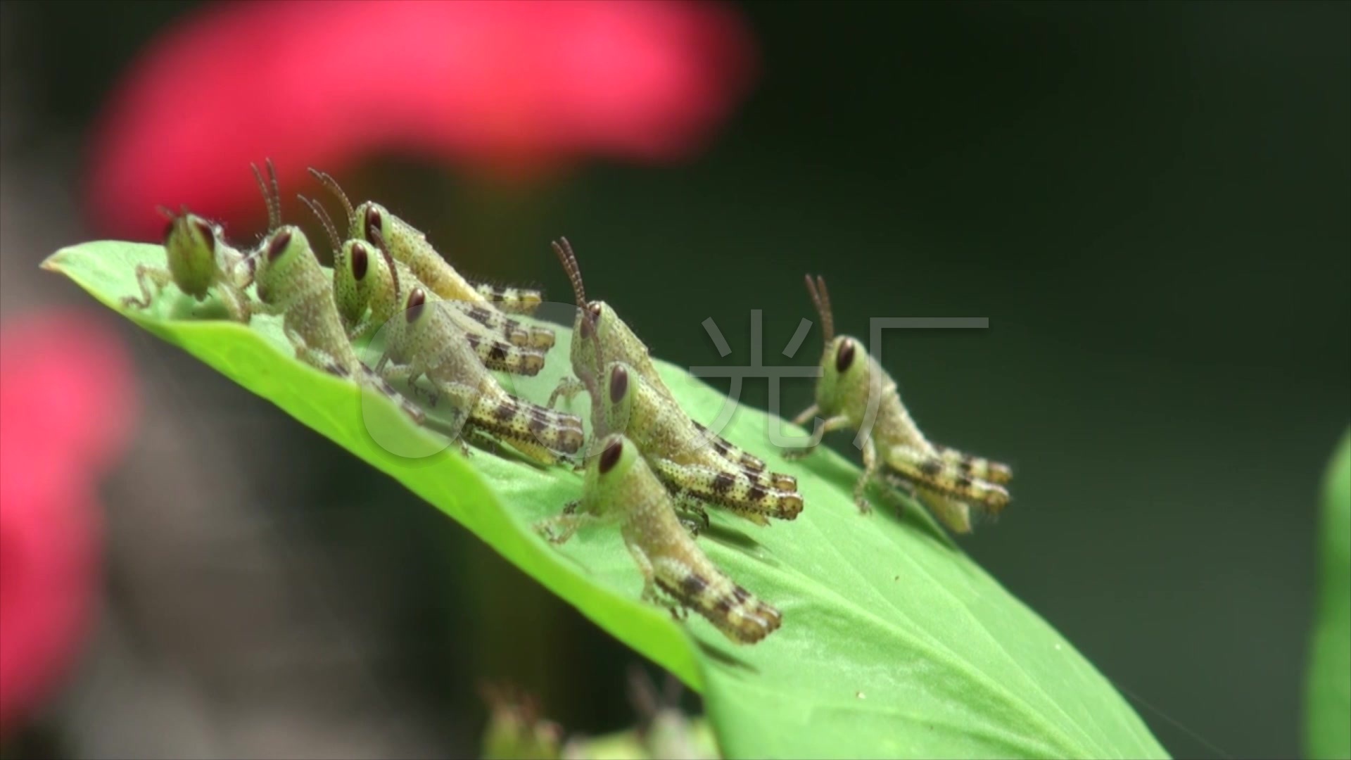 蝗虫幼虫_1920x1080_高清视频素材下载(编号:762584)