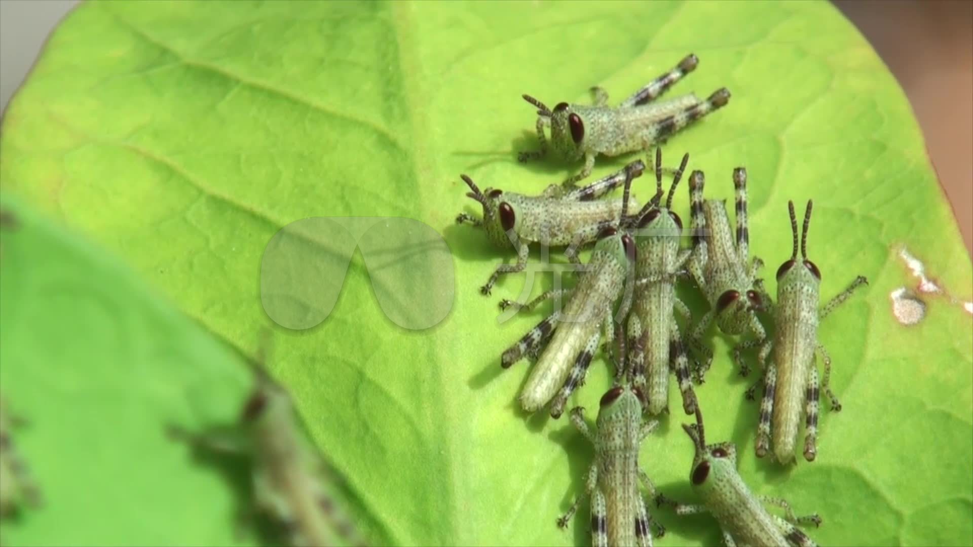 蝗虫幼虫_1920x1080_高清视频素材下载(编号:766489)