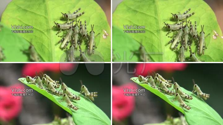 蝗虫幼虫蝗虫草蜢蚱蜢昆虫农业害虫害虫幼虫若虫草螟蚂蚱 【声明】vj