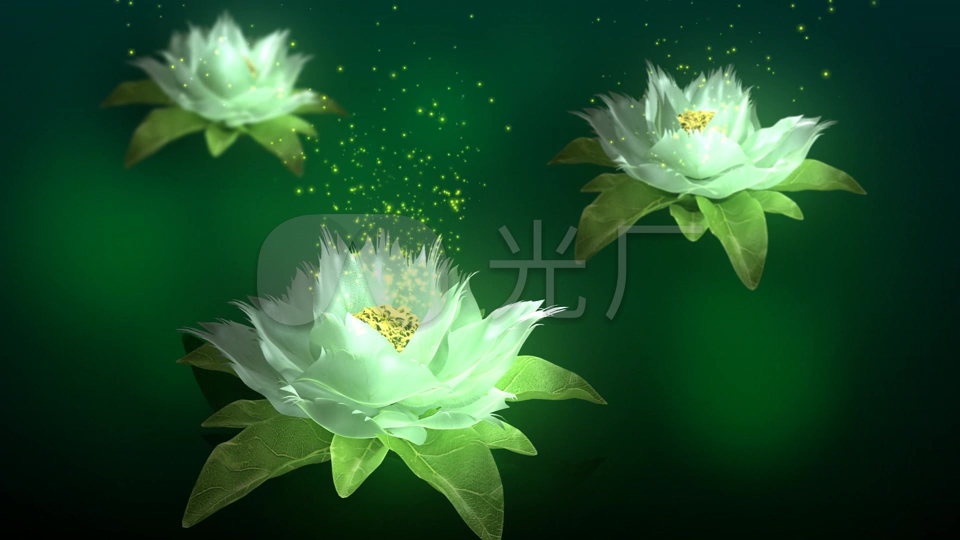 唯美雪莲花_1920x1080_高清视频素材下载(编号:769872