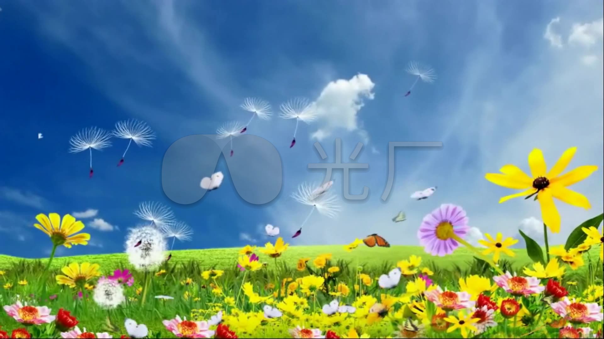 歌曲舞蹈《生如夏花》背景视频_1920x1080_高清视频
